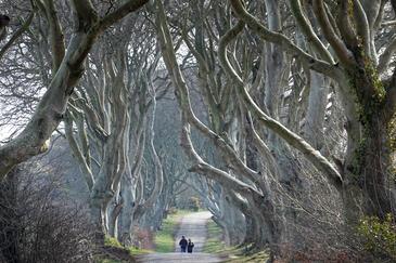 The Dark Hedges, Northern Ireland © Etienne Pierart